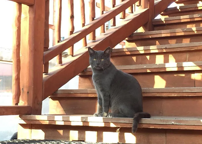 Готель Zlata *