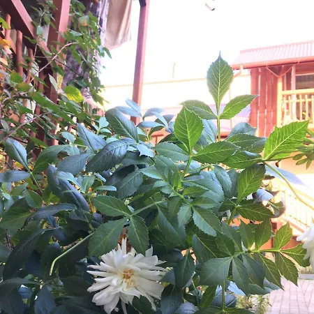 Hotel Zlata *